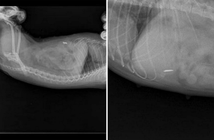 fot. zdjęcia udostępnione przez panią Edytę