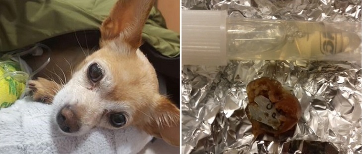 fot. zdjęcia udostępnione przez panią Edytę