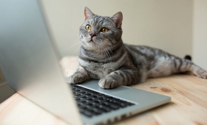 Wszystkie Mruczki mają dziś swoje święto! 17.02 to Światowy Dzień Kota [ZDJĘCIA]