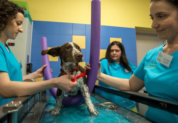 Oprawca psa Fijo trafi do więzienia. Sąd wydał wyrok