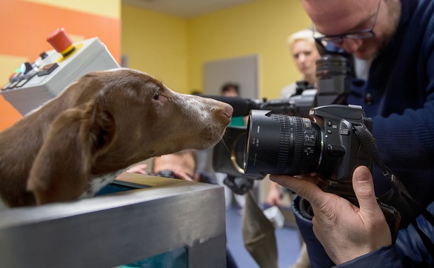 Oprawca psa Fijo trafi do więzienia. Sąd wydał wyrok