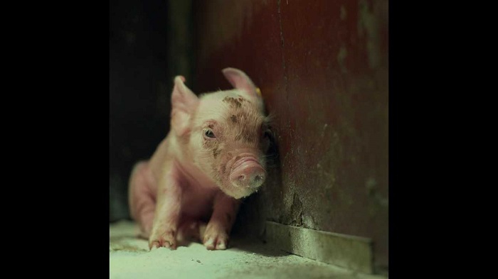 Kraków International Green Film Festival. Poznaliśmy program imprezy!                                                   