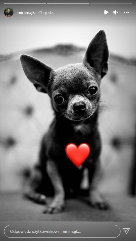 Mini Majk w żałobie. Pożegnał swojego przyjaciela Leosia: "Będzie nam Cię brakowało"