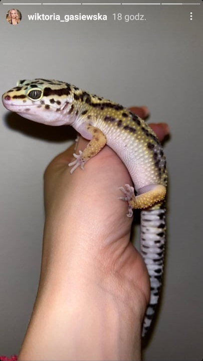 Wiktoria Gąsiewska pokazała zdjęcie z nową miłością. "Zakochałam się" [FOTO]