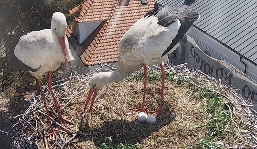 Intruz zaatakował bocianie gniazdo. Ptaki straciły drugie jajo [WIDEO]