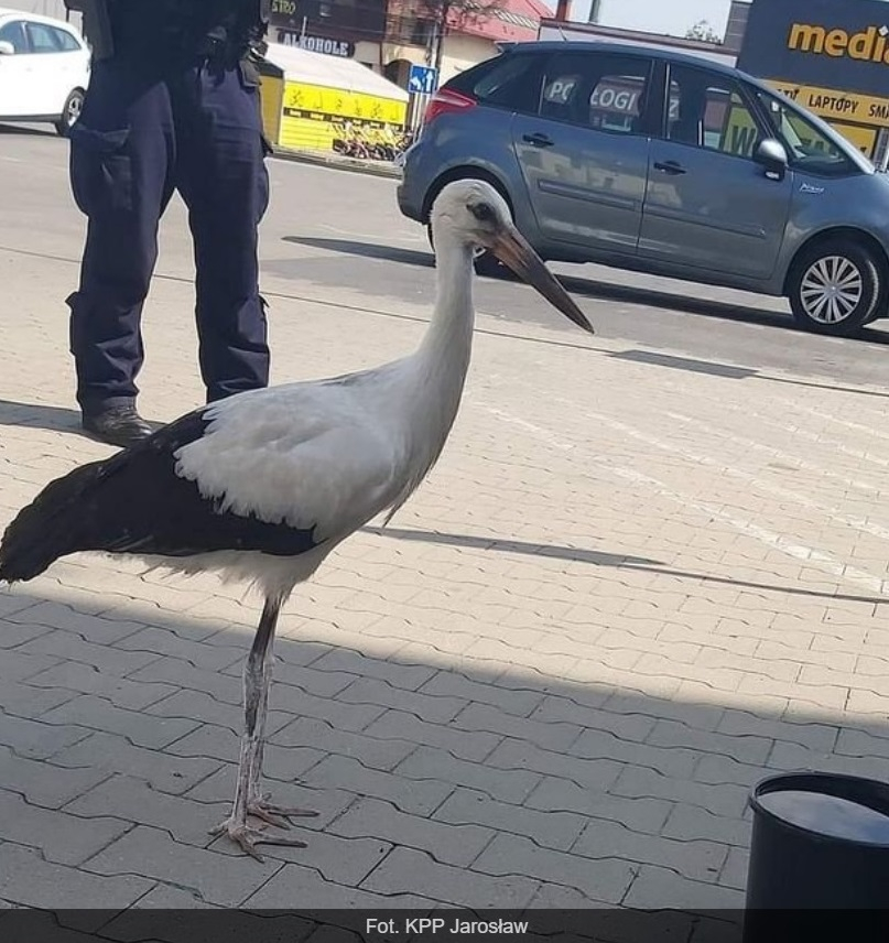 Bocian w rękach policji. Nietypowa interwencja na jednym z parkingów! [FOTO]