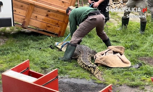 Sosnowieccy policjanci znaleźli krokodyla. Mieszkaniec miasta trzymał go w domu