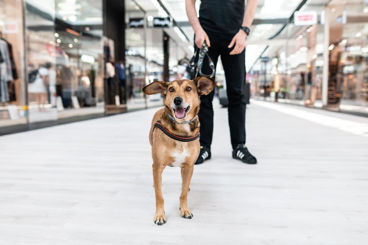 Wielka zbiórka dla podopiecznych Schroniska Psie Pole w FACTORY Kraków