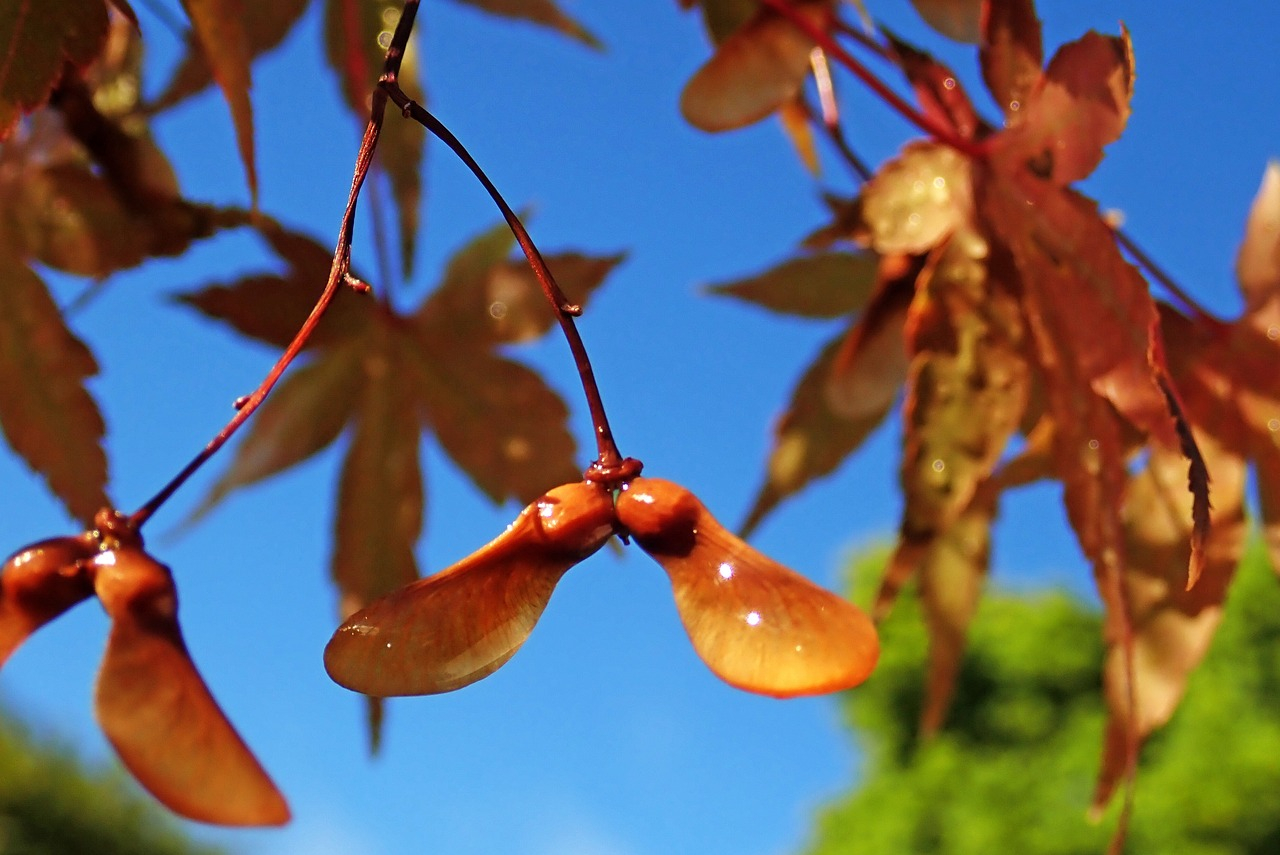 Ogrzewacze ogrodowe – jak wybrać idealne rozwiązanie na chłodniejsze wieczory?