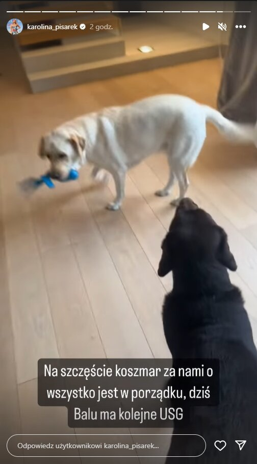 Karolina Pisarek przeszła chwile grozy. Życie jej psa było zagrożone