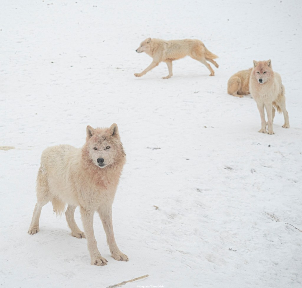 Wilki polarne w Polsce! Niezwykłą watahę możesz zobaczyć w Łącznej