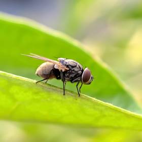 Nowa plaga w Europie: ugryzienia tych much kończą się wizytą w szpitalu